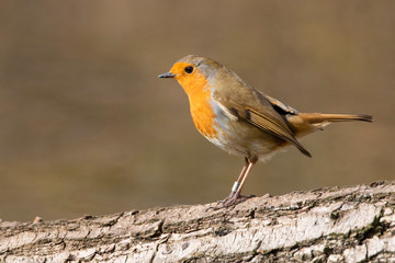 European robin Erithacus rubella insectivorous passerine song bird