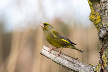 Greenfinch Carduelis chloris on a branch
