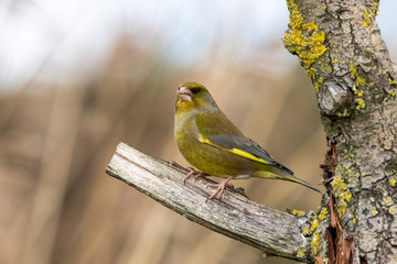 Greenfinch Carduelis chloris on a branch set against a blurred background