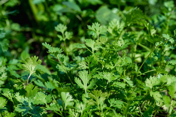 Coriander