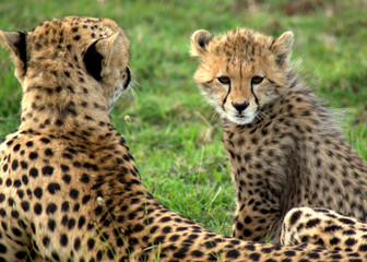 Cheetah Cub with Mom
