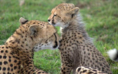 Fototapeta na wymiar Cheetah Cub with Mom