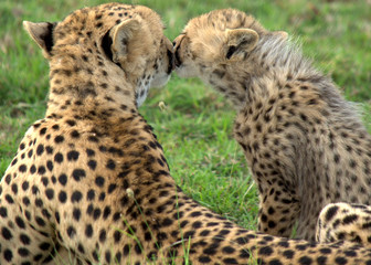 Cheetah Cub with Mom