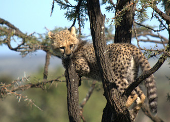 Cheetah Cub in Tree