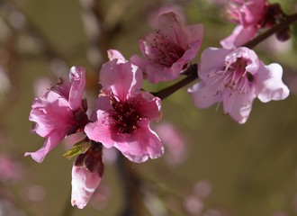 Peach flower on a branch. Рeach trees are in bloom in the garden.The road to peach orchard.Spring garden with flowering trees