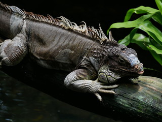 Lizard