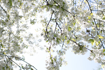 spring tree