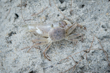 A crab catches a big fish and store in its hole