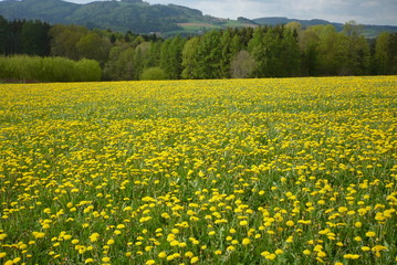 Löwenzahn Wiese