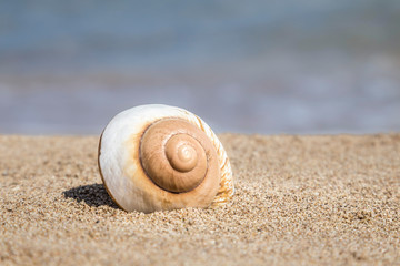 A seashell on a sandy beach in summer