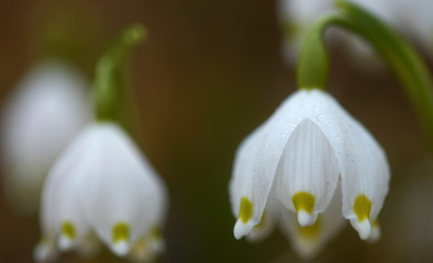 leucojum vernum, falso bucaneve