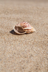 A seashell on a sandy beach in summer