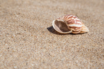 Fototapeta na wymiar A seashell on a sandy beach in summer
