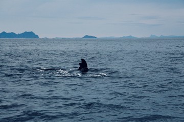 Norway Orka © stubi