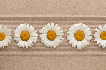 Fototapeta na wymiar Row of white daisies lying on sand lines.