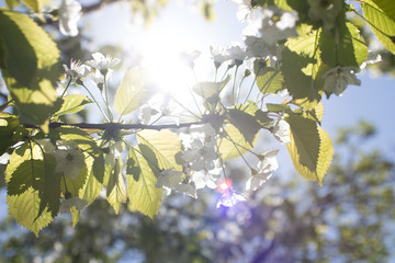 spring tree