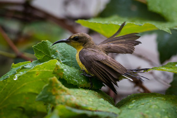 Female sun bird playing bathing  with the water droplets on the leaves.