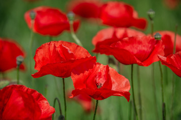 Fototapeta premium Spring spirit at red field of poppies and beautiful nature, countryside, closeup