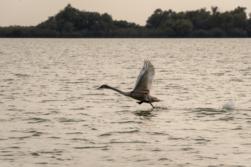 Taking Off swan lake running water 3