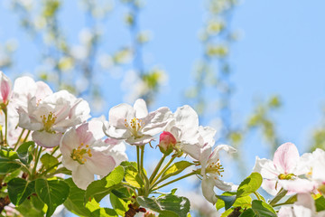 Closeup of flowering apple tree in spring..