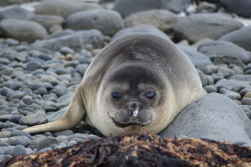 elephant seal southern island Kerguelen