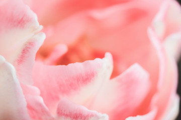 Close-up of pastel colored pink double petalled tulip with selective focus