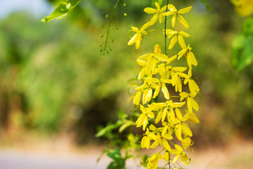 Beautiful natural golden flower or Cassia fistula