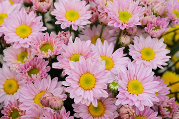 Colorful flowers chrysanthemum for background,Abstract,texture,Soft and Blurred style.postcard.