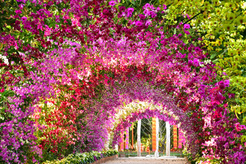 Obraz premium Colorful of orchid tennel