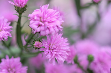 Colorful flowers chrysanthemum for background,Abstract,texture,Soft and Blurred style.postcard.