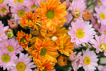 Colorful flowers chrysanthemum for background,Abstract,texture,Soft and Blurred style.postcard.