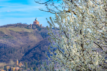 blackthorn tree background bologna in spring - San Luca  Colli Bolognesi area - Italy © Luca Lorenzelli