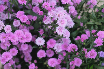 Colorful flowers chrysanthemum for background,Abstract,texture,Soft and Blurred style.postcard.