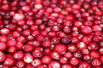 : red cherry background of cherries