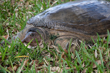 Snapping turtle sitting in grass