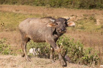 Domestic Asian baby water buffalo walking with muddy legs along a road and looking up with curious expression