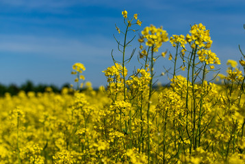 Yellow blooming rapeseed field