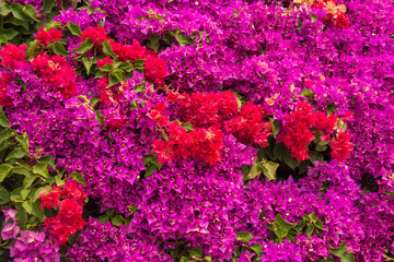 colorful bougainvillea flowers on the wall, happy exotic background