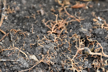 fibrous root​ with​ black loam. 