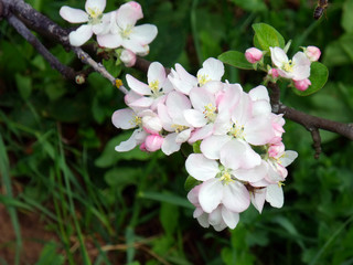 macro photo of apple tree flowers with a bee
