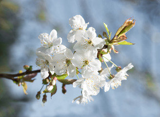 White flowers of apple tree.