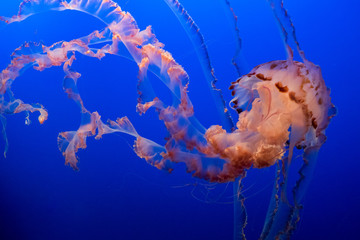 jellyfish in blue water