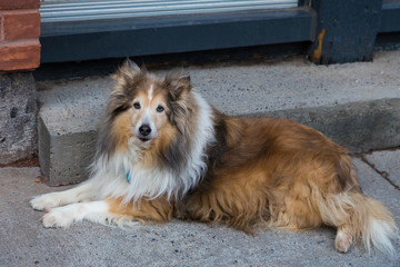Handsome blue-eyed Mahogany sable Shetland Sheepdog lying on sidewalk in front of door step staring...