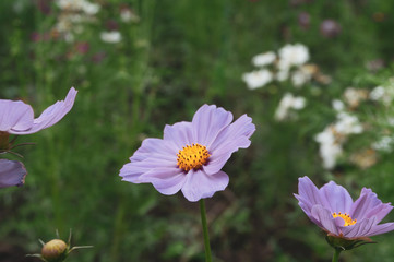Obraz premium closeup Cosmos flower with green garden background. Purple cosmos flower with yellow pollens