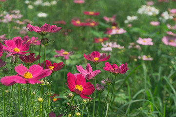 Obraz na płótnie Canvas Cosmos flowers blooming with green leaves. Cosmos flowers green garden background