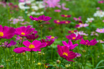 Fototapeta premium Cosmos flowers blooming with green leaves. Cosmos flowers green garden background