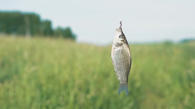 caught fish turns on fishing hook