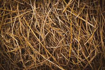 dry rice grasses texture background