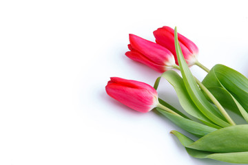 Three tulips on the white background