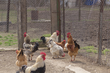 Chickens and roosters have breakfast together,
